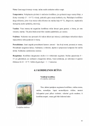 www.speros.lt